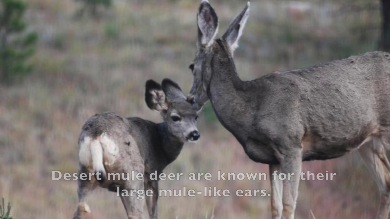 Mammals & Biomes of the Sonoran Desert (open-captioned)