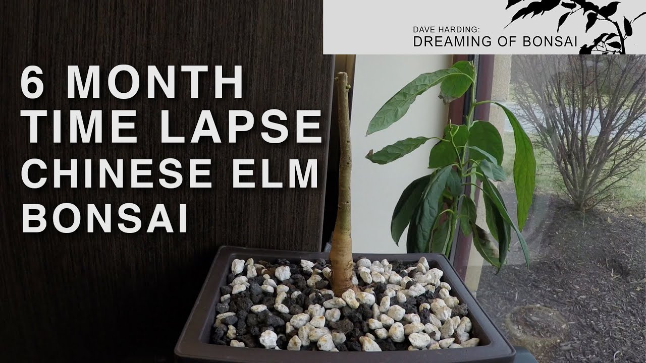 6 Month Time Lapse of Chinese Elm Bonsai Tree, June 2023