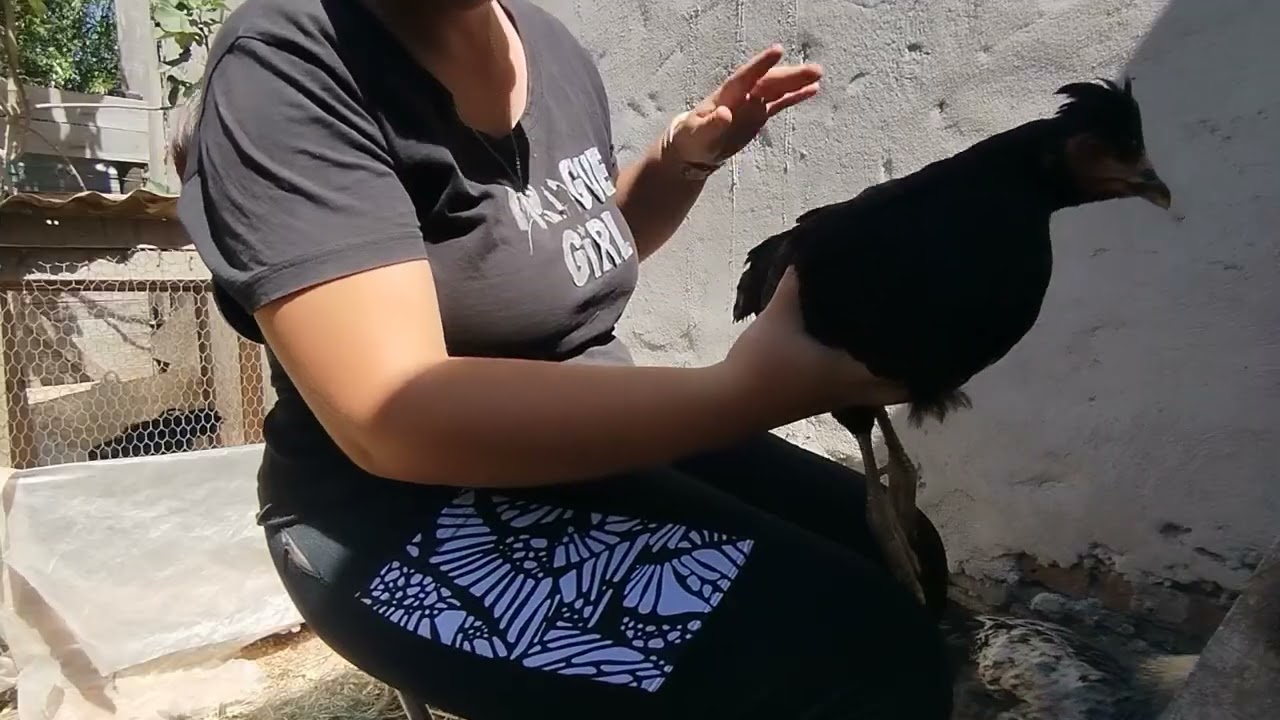 Hoy toca recortar las plumas de mis gallinas de casi 4 meses ✂️🐔