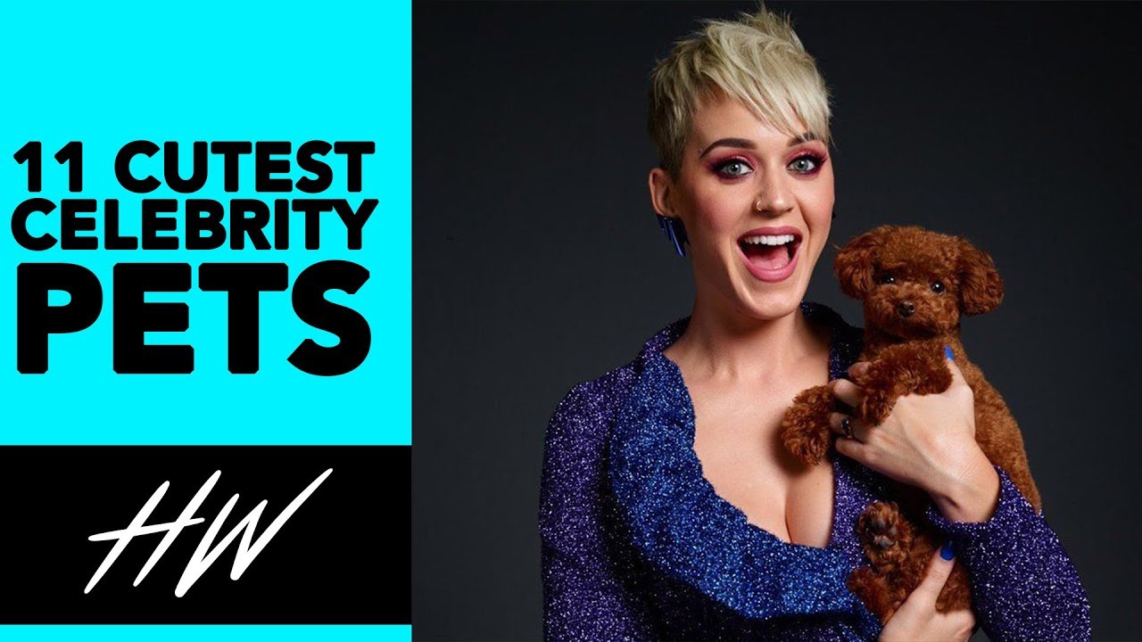 Top 11 Cutest CELEBRITY PETS! | Hollywire