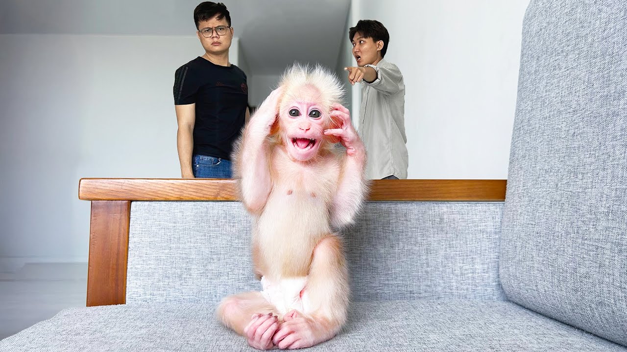 Monkey Baby Molly looks terrified when Dad questions his brother!