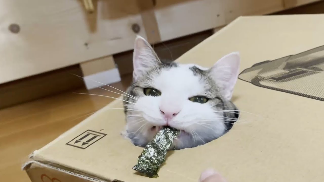 手を使わずに食べようとするズボラな猫