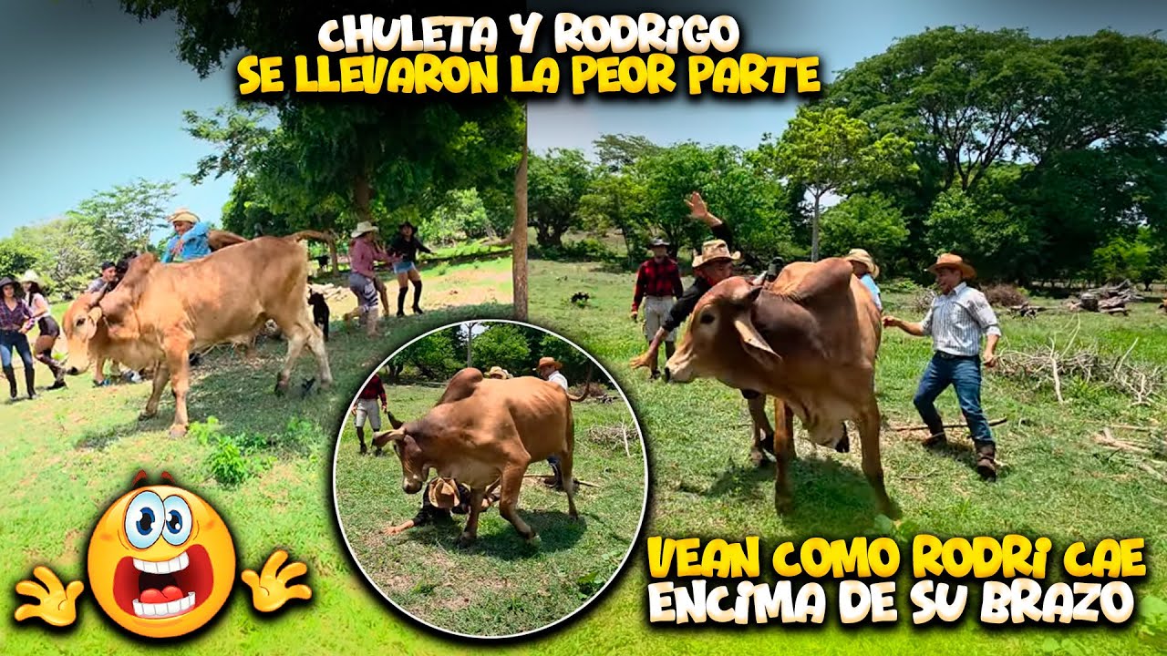 HOY SI SE ENOJÓ EL TORO. Vean como hiso aventado a Chuleta y Rodrigo. Sera que Rodrigo se FRACTURÓ?