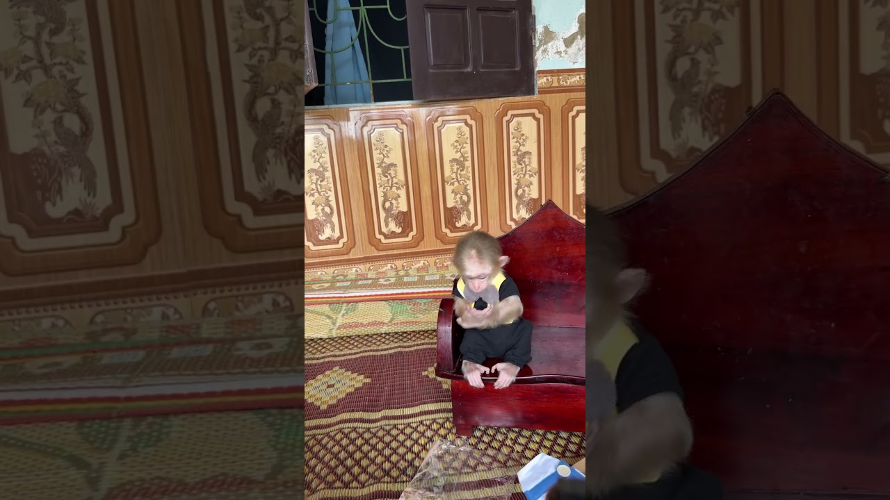 #david #monkey #babymonkeydavid #cute #babymonkey #funnymonkey #shorts