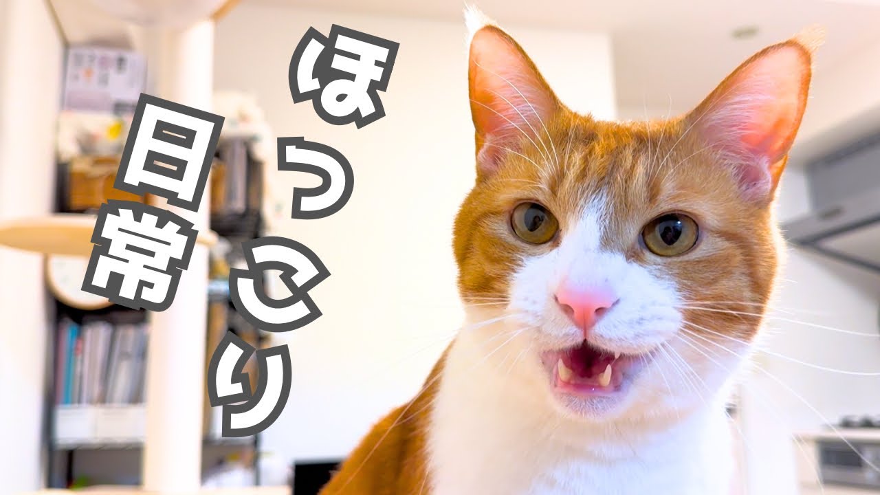 甘えん坊猫の雨の日の過ごし方