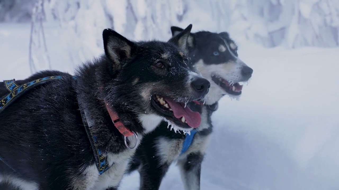 Go Dog Sledding near Anchorage, Alaska with Snowhook Adventures!