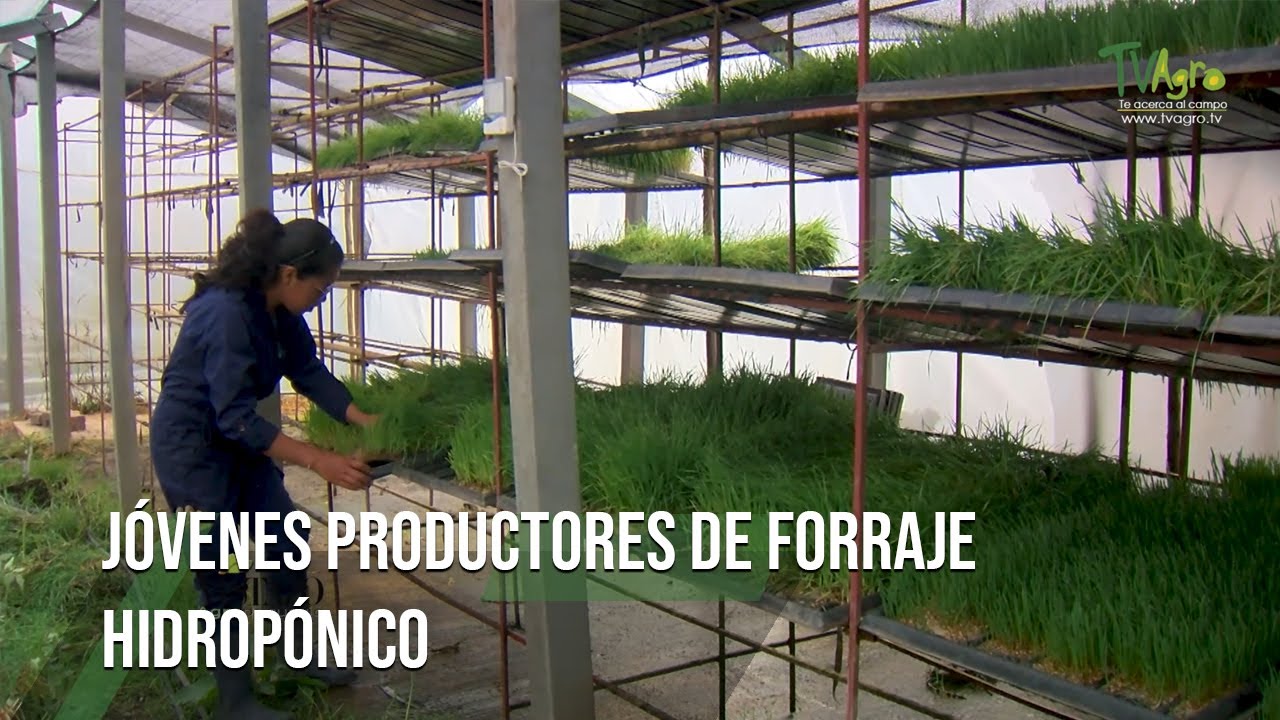 JÓVENES PRODUCTORES de FORRAJE HIDROPÓNICO - TvAgro por Juan Gonzalo Angel Restrepo
