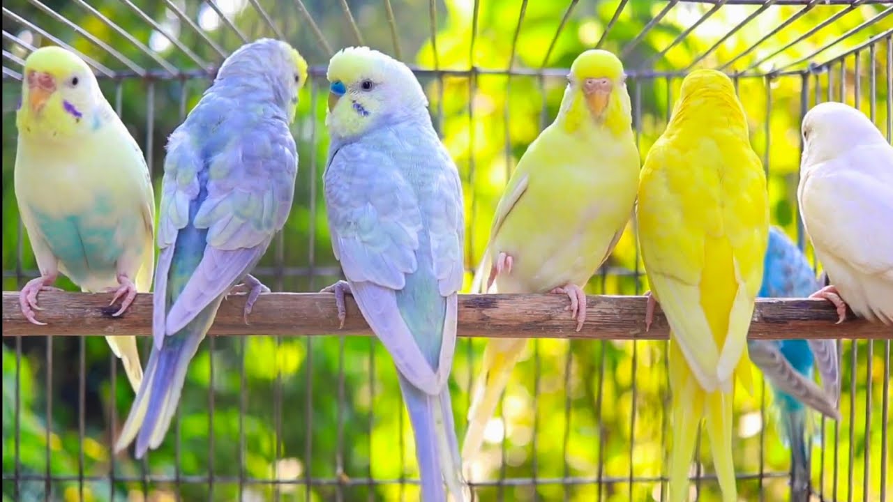 Male parakeets use their songs to attract female parakeets, 10 Hr Nature bird sounds