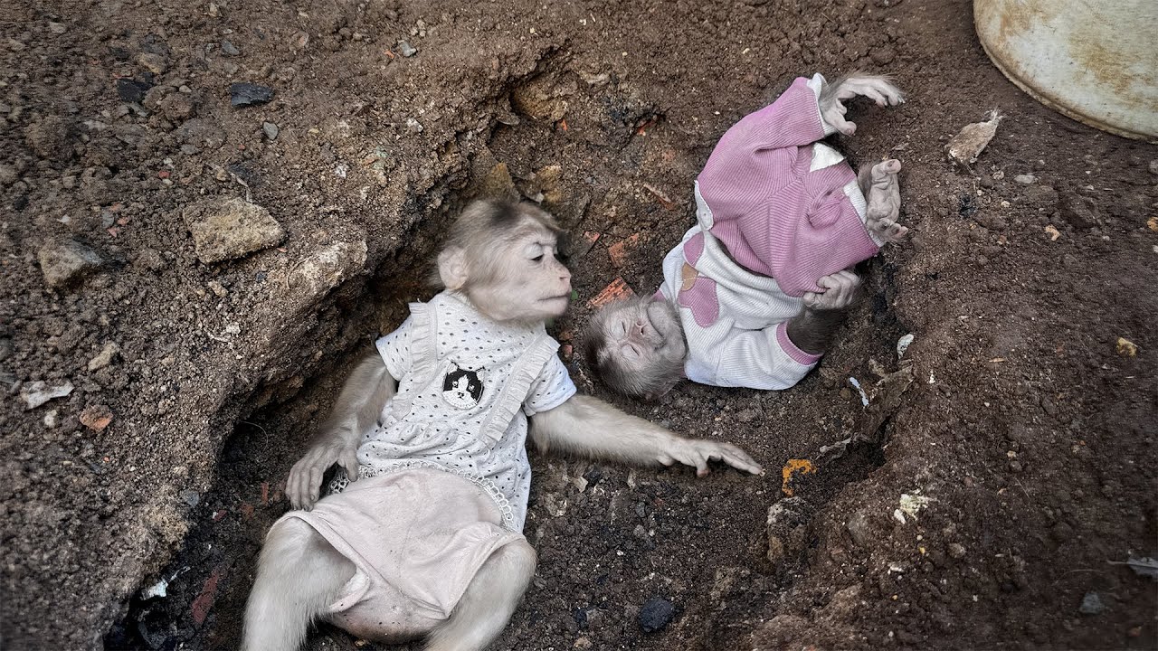 Terrifying! Lucky and Sunny run into trouble with a big hole in the garden