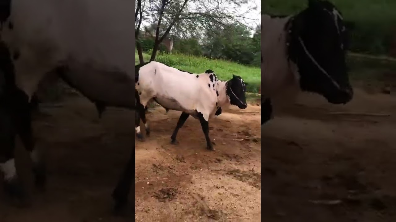 Beautiful Wacha For Sale || Athra Dand For Sale || Beautiful Bull For Sale ||Bachra For Sale 