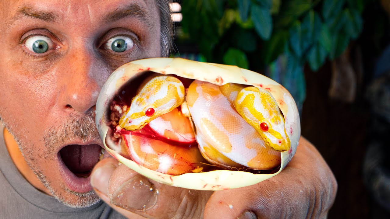 I GOT TWIN ALBINO SNAKES WHILE CUTTING SNAKE EGGS!! 20 FOOT SNAKE FUN!! | BRIAN BARCZYK
