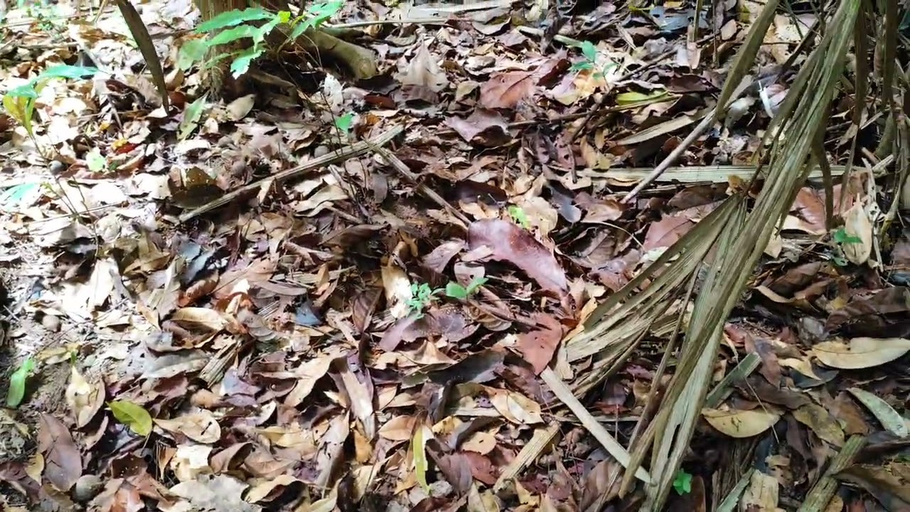 Caçada no inverno já deu resultado, paca no pé de tucumã🌴🌳