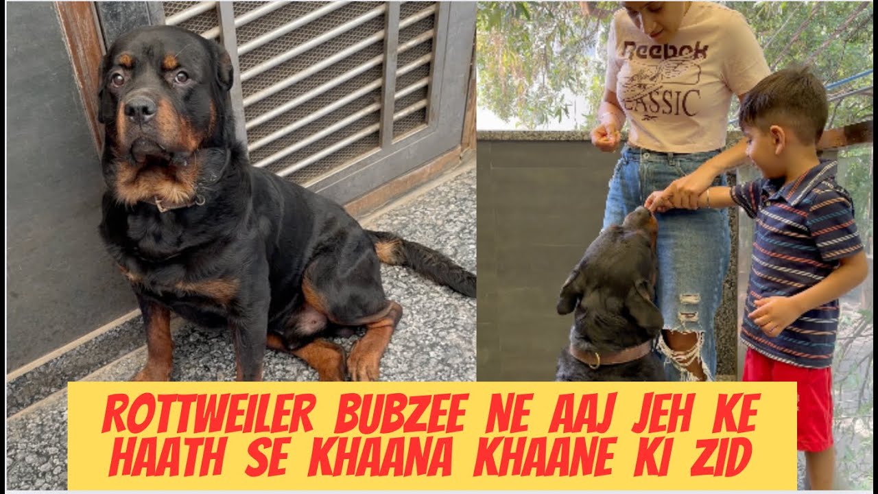 Rottweiler Bubzee Ne Aaj Pakad Li Ek Zid: Jeh Ke Haath Se Hi Khaaya Khaana