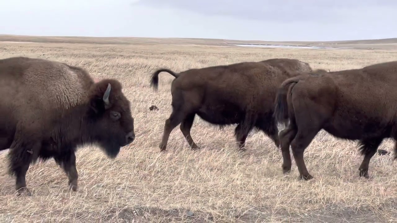 Blackfeet Flag Song | Arlan Edwards
