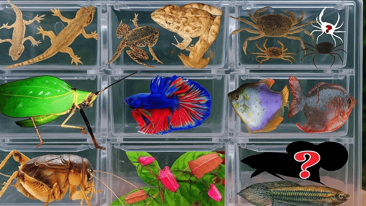 I Catching insects in the garden, I got Tadpoles, Betta fish, Tadpoles, Beetle, Frog, Millipede #1