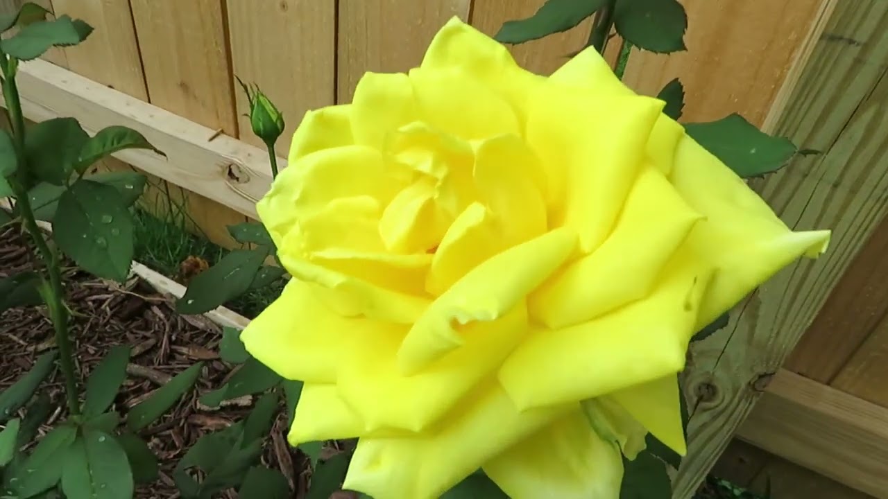 Sunbright Rose: A Fragrant Yellow Rose for Your Garden!