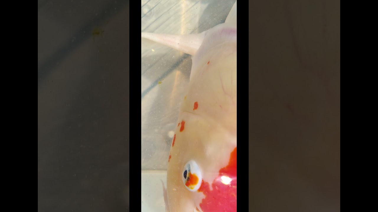 cleaning up a kohaku.