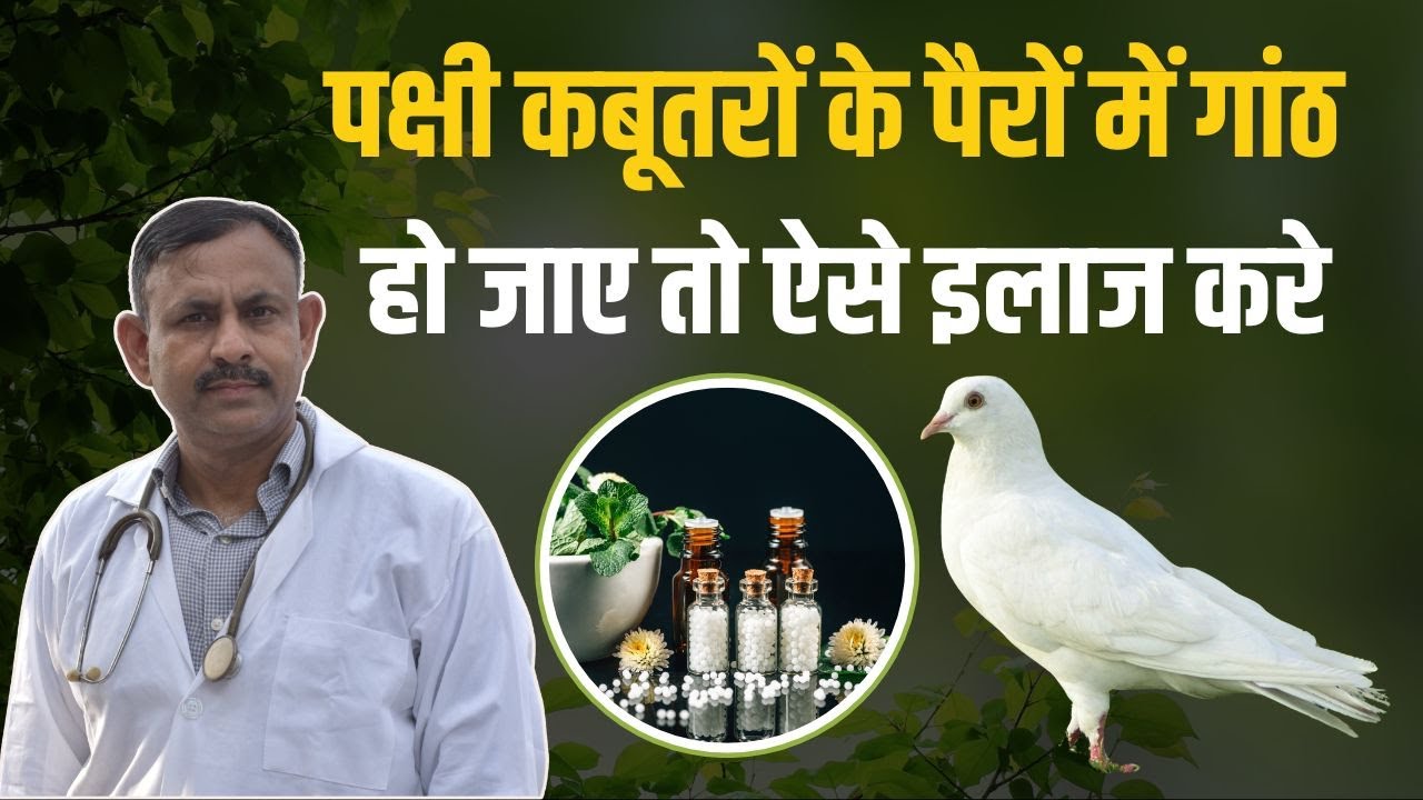 पक्षी कबूतरों के पैरों में गांठ हो जाए तो कैसे इलाज करे | Dr Nagender Yadav | Birds Pigeon Treatment