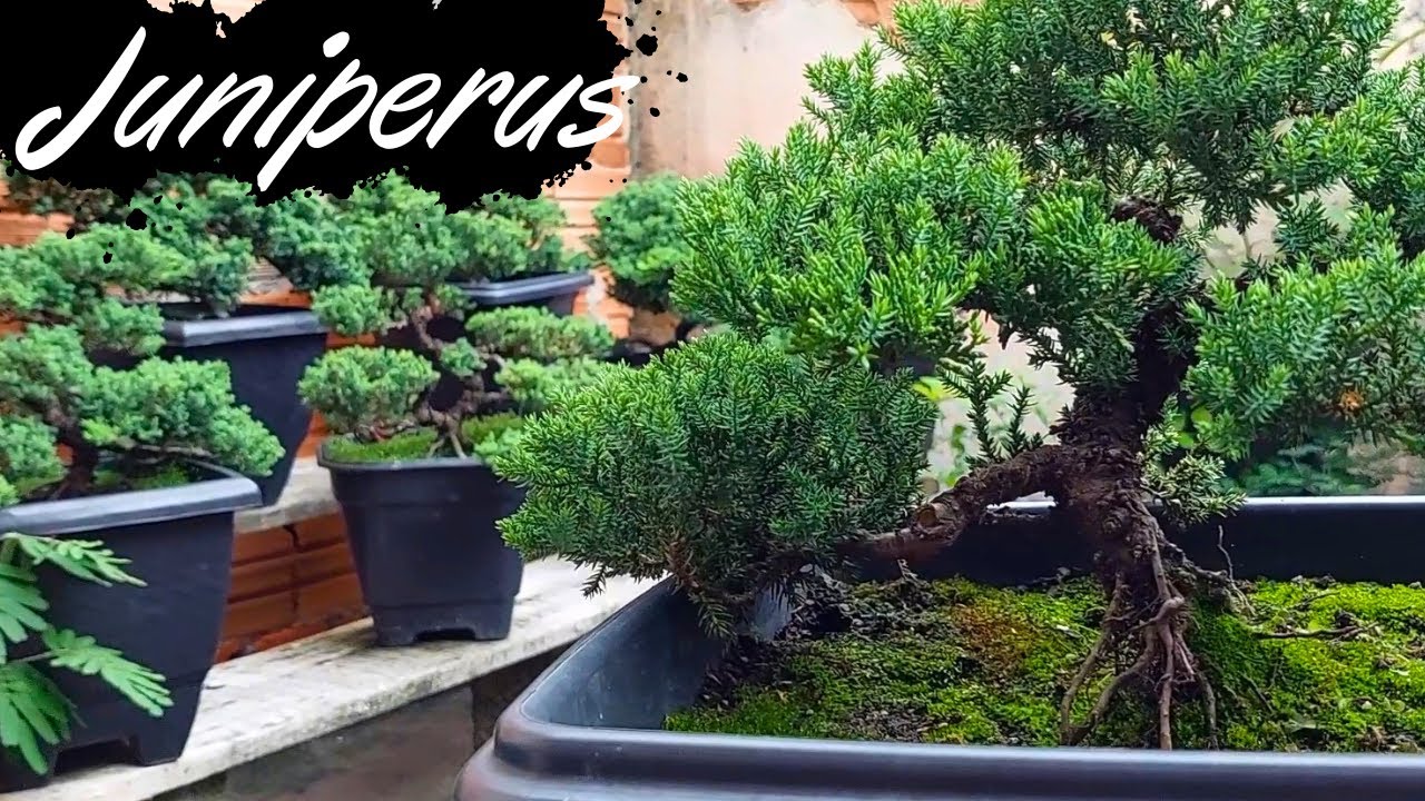 Juniperus Horizontalis ( jacaré)