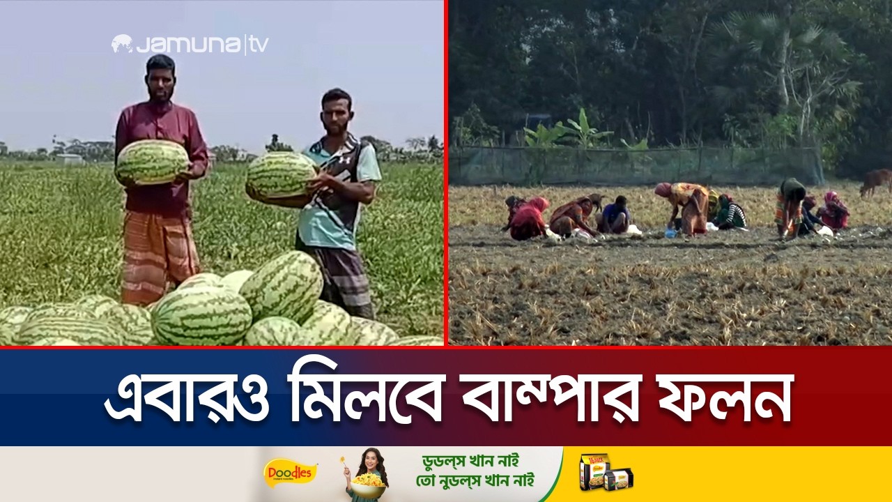 পটুয়াখালীতে ৩ হাজার হেক্টর বেশি জমিতে তরমুজের আবাদ | Patuakhali | Watermelon | Jamuna TV