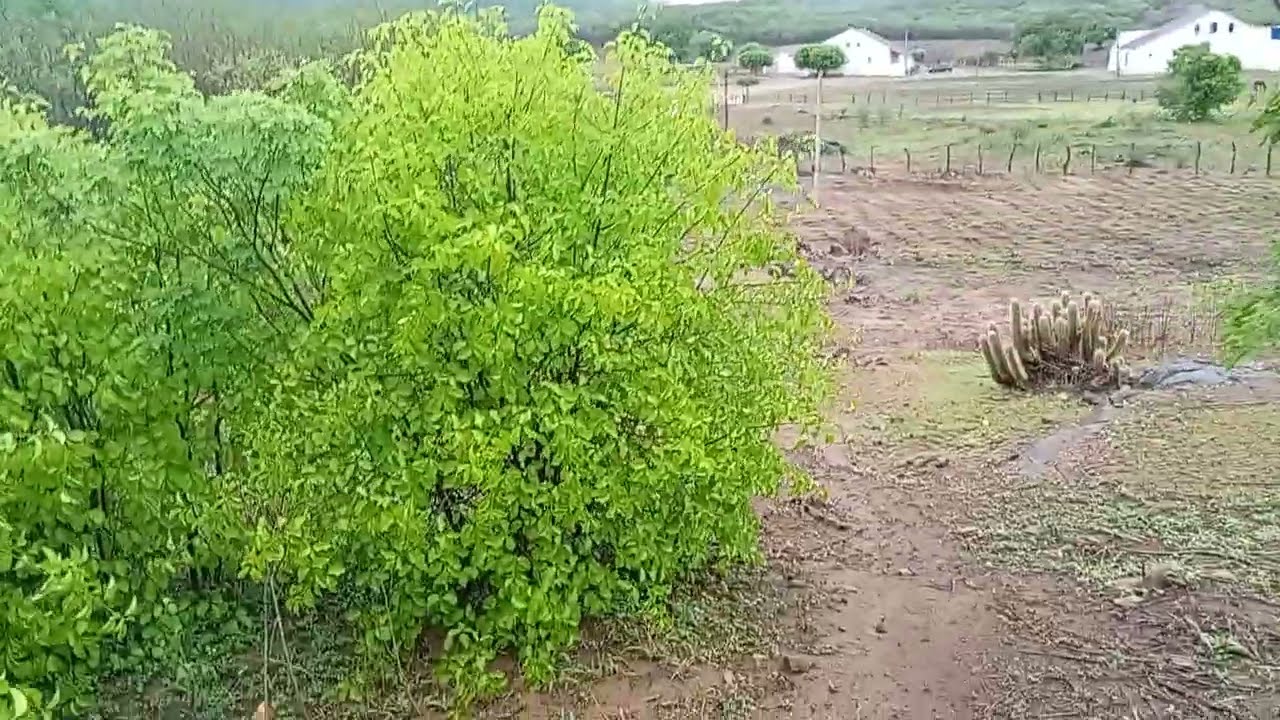 AGORA É INVERNO DE VERDADE! Chuva Chegou Forte no Sertão Paraibano — Graças a Deus!  Tudo do Sertão