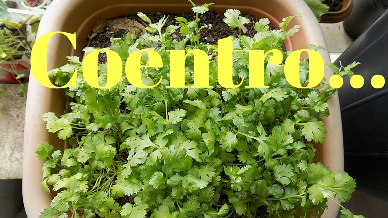 Como Plantar Coentro da Forma Mais Facil (inicio,meio,fim)
