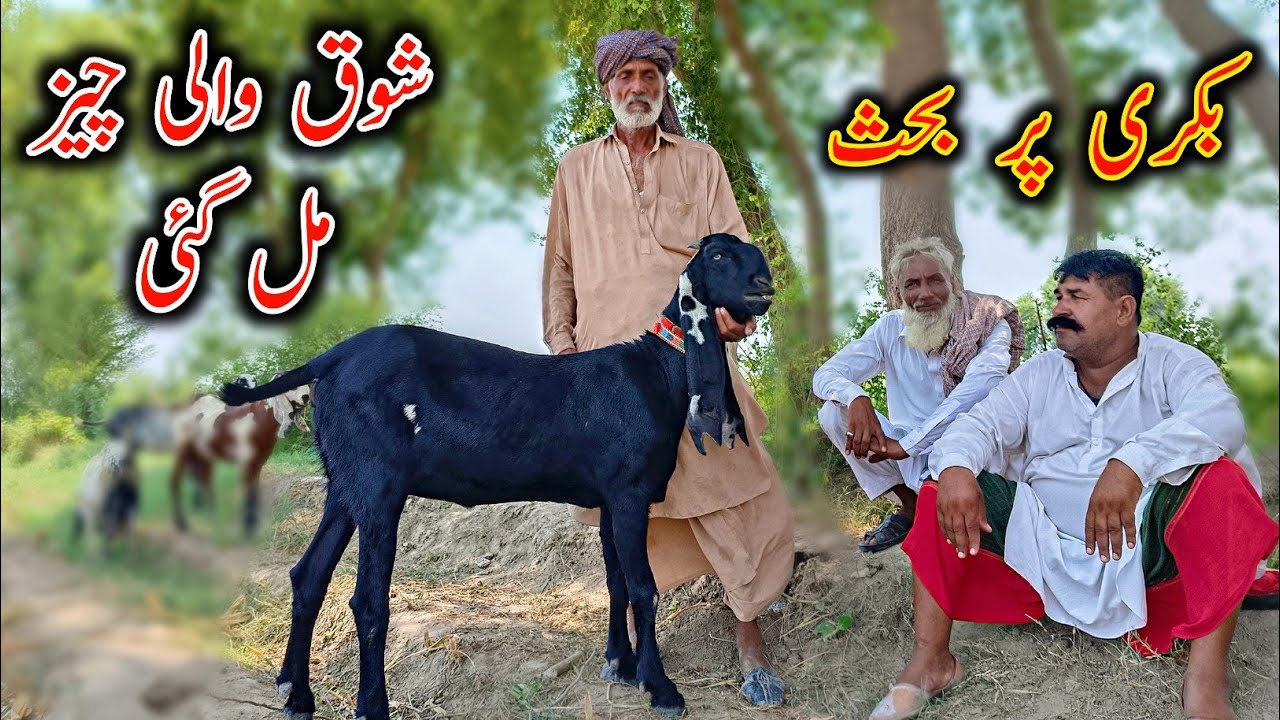 Beautiful Beetal Goat's Of Baba Nazeer Mahar || Beetal Goat Farming in Pakistan