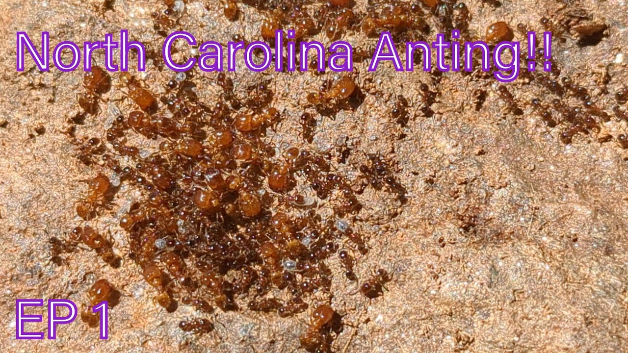 North Carolina Anting episode 1: First anting of the season!