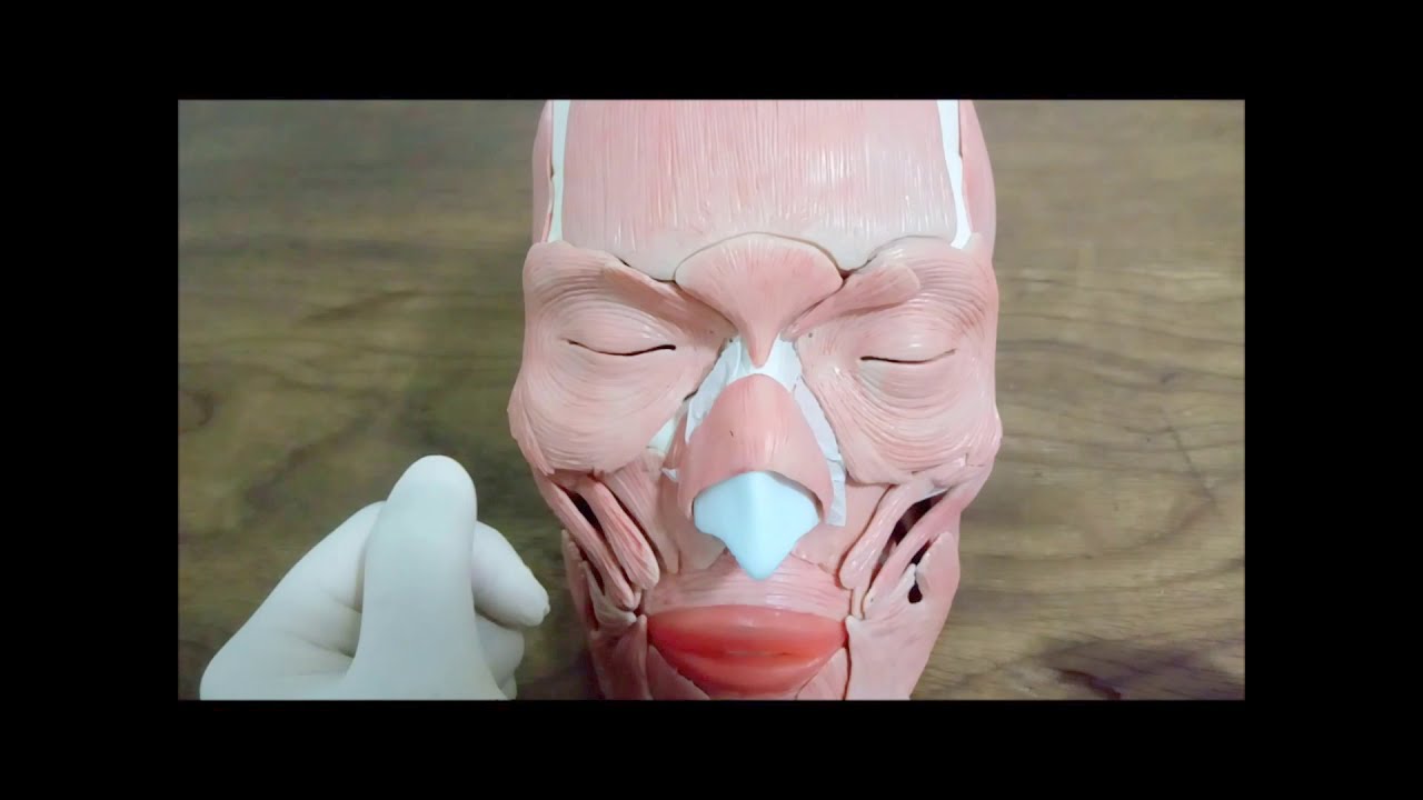 Músculos da face