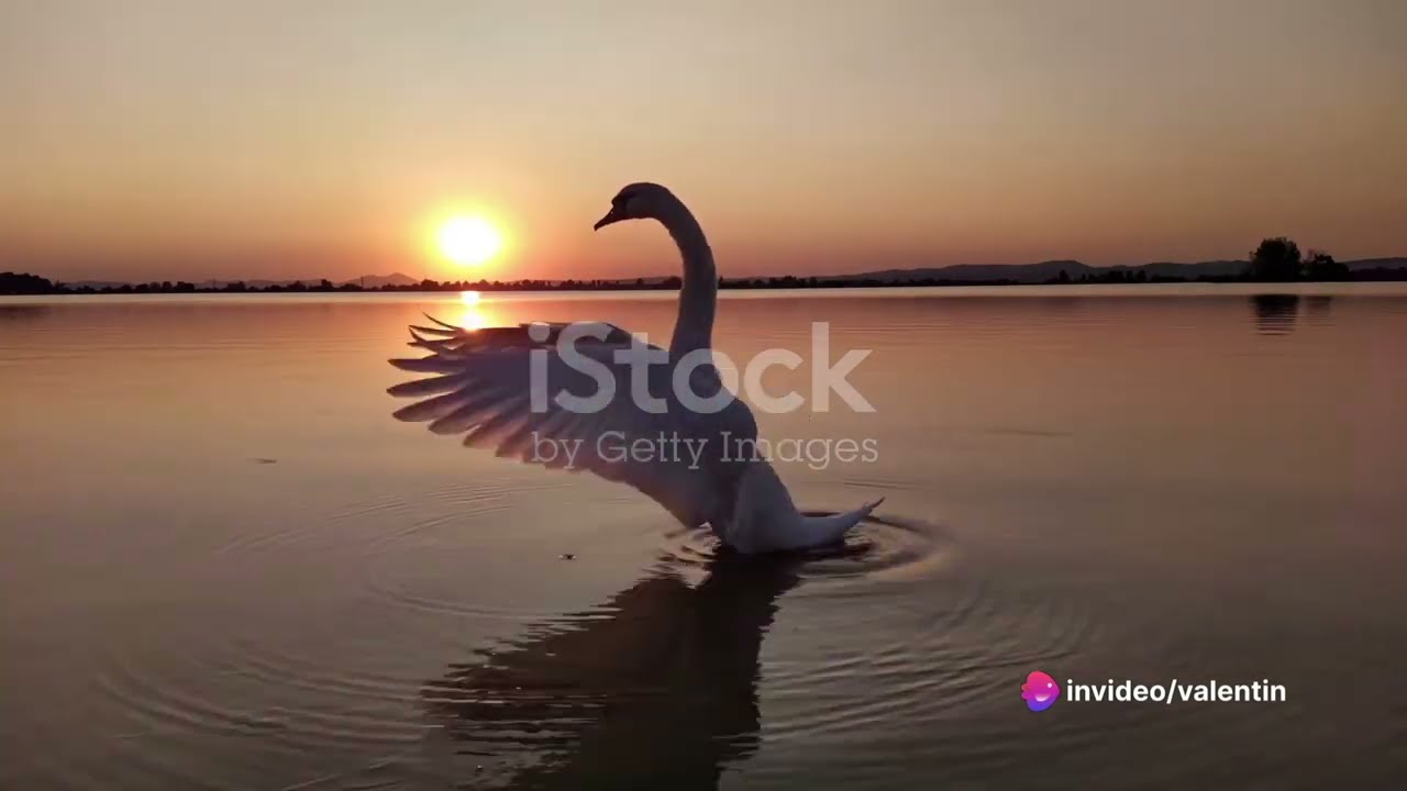 Swan Lake - Explained!