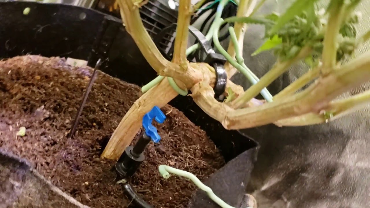 New Millennium Winter Frost Update Vivosun Power 2x4 tent ChilLED Logic Pucks LED grow tent