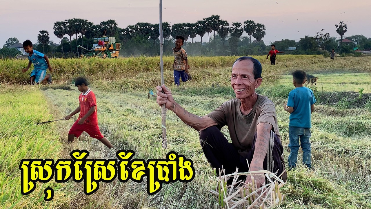 ទេសភាពស្រុកស្រែខែប្រាំង​ មេីលទៅសប្បាយម្យ៉ាងក្មេងៗរត់លេងចំបេីងតាមវាលស្រែ