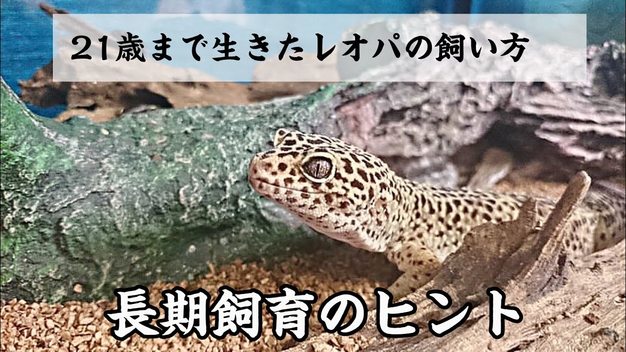 21歳まで生きたヒョウモントカゲモドキの飼い方
