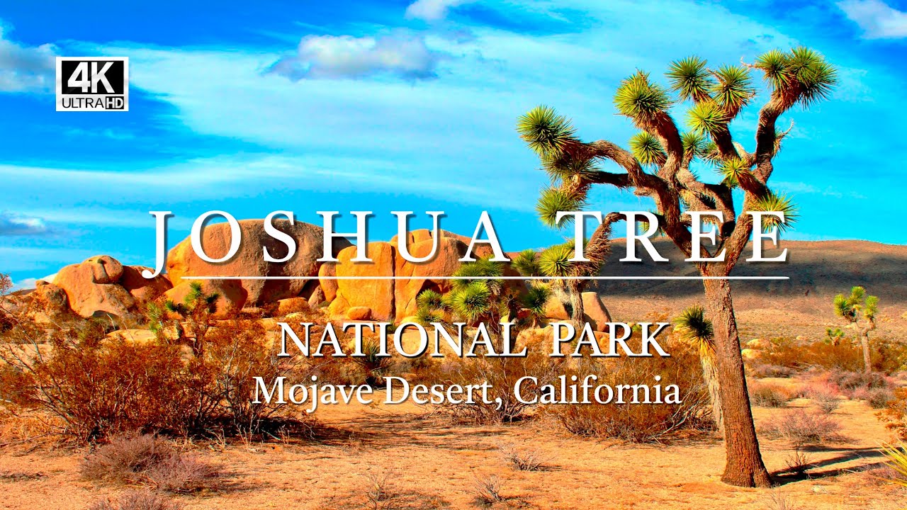 EXPLORING JOSHUA TREE NATIONAL PARK - 4K
