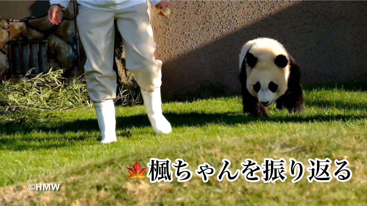 🍁楓ちゃん 成都で初めてのお誕生日おめでとう　ぐねんぐねん降りと甘えっこ　可愛くて好きでした～楓ちゃんふりかえり　#panda #楓浜 #アドベンチャーワールド #良浜