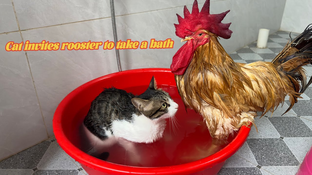 Laugh until your stomach hurts😂! Funny cat invites rooster to take a bath together.Funny cute pets