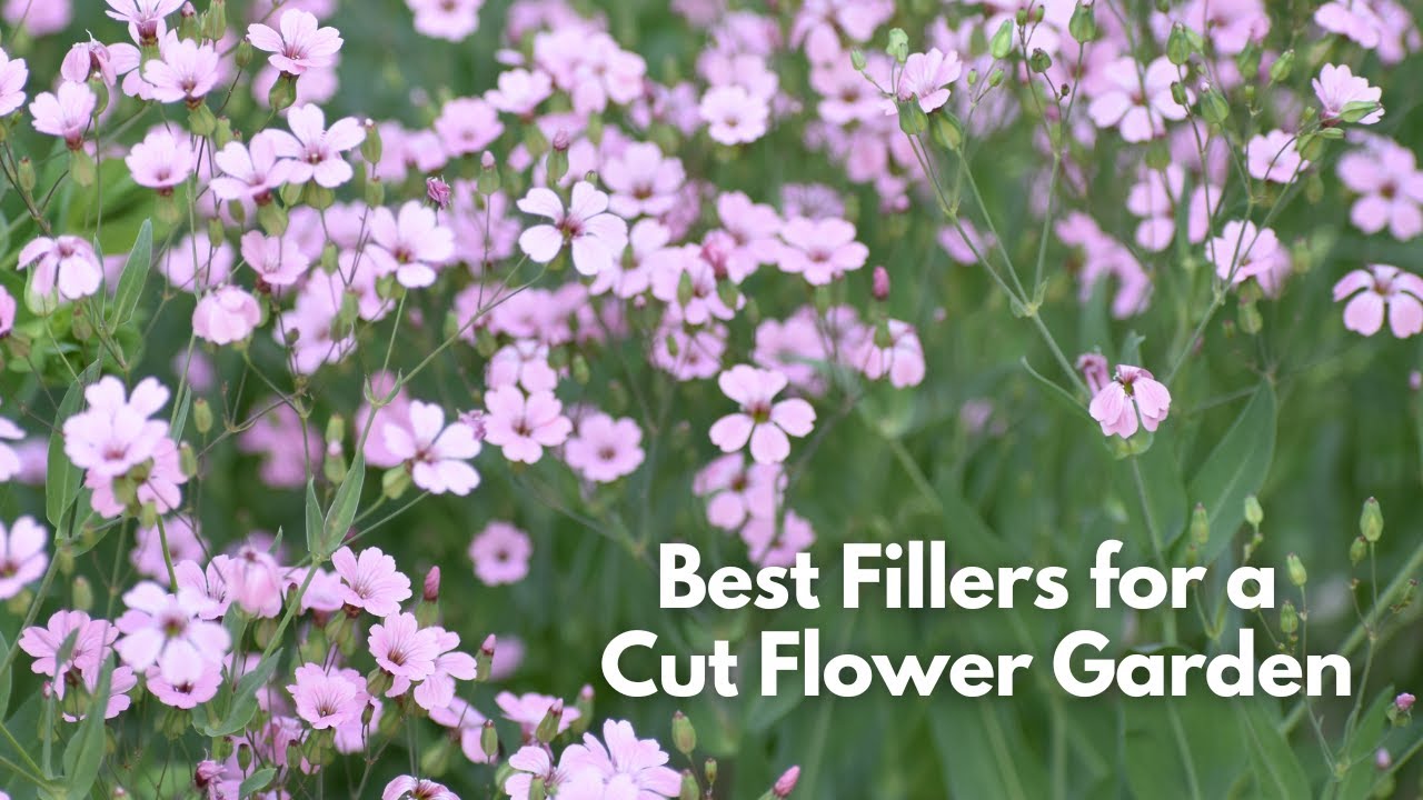 Best Filler Flowers for a Cutting Garden