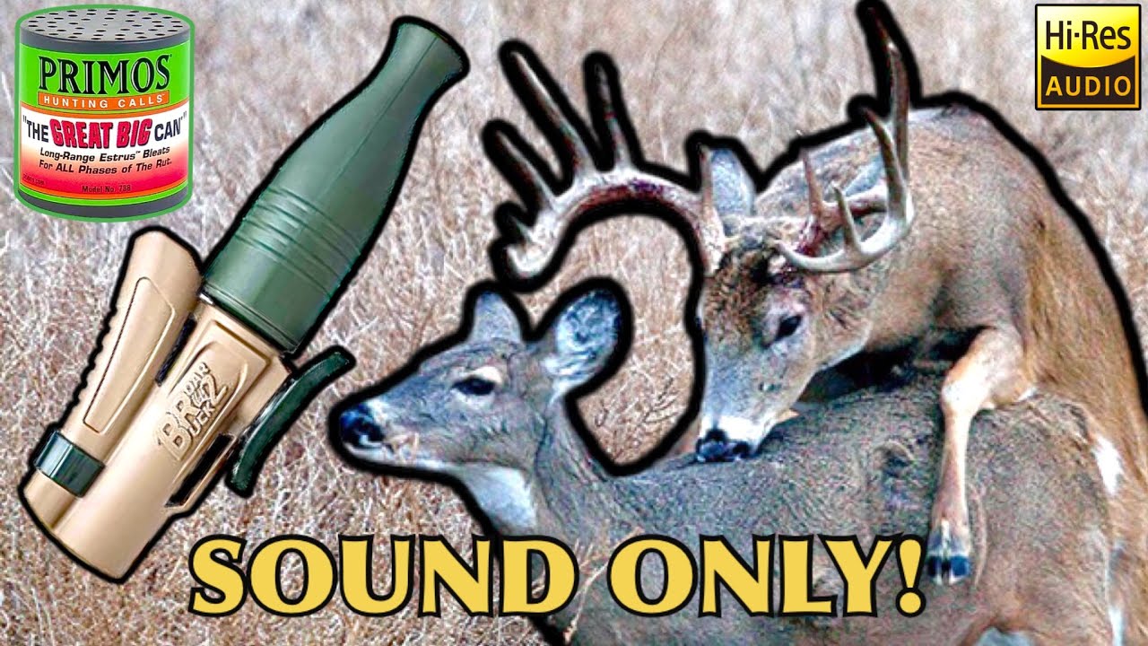 Sound Only: Old Mature Buck Tending Doe Primo’s Original Can + Buck Roar 2 Deer Call