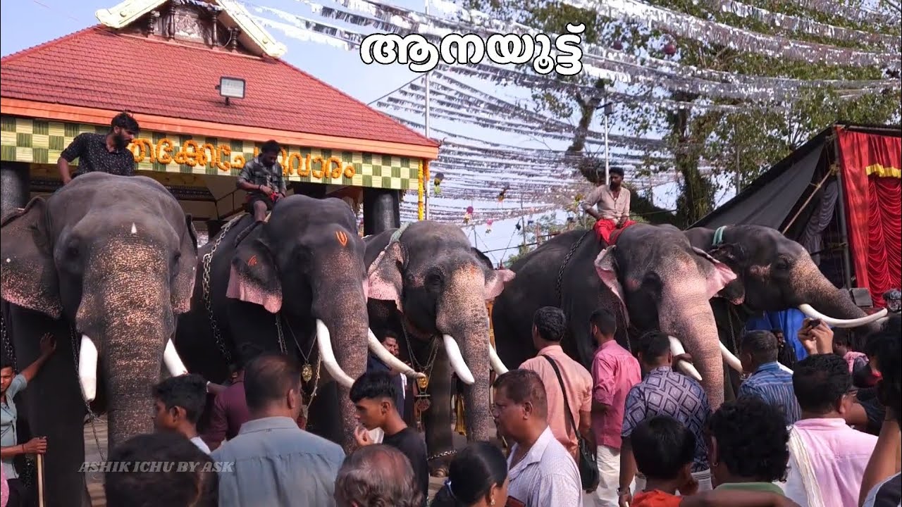 ശ്രി മരട്ടില്‍ കൊട്ടാരം ഭഗവതി ക്ഷേത്രം   ആനയൂട്ട് 2026 @ashikichubyask 