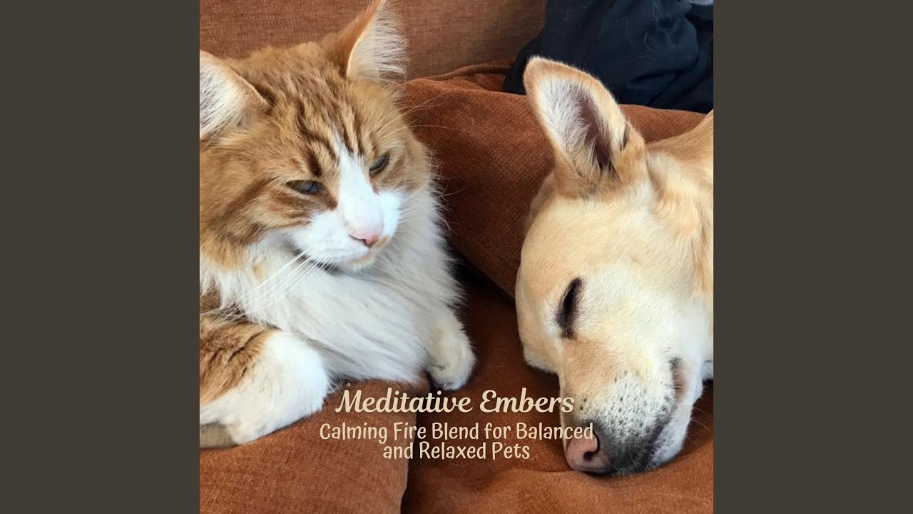 Relaxing Embers Pet Journey