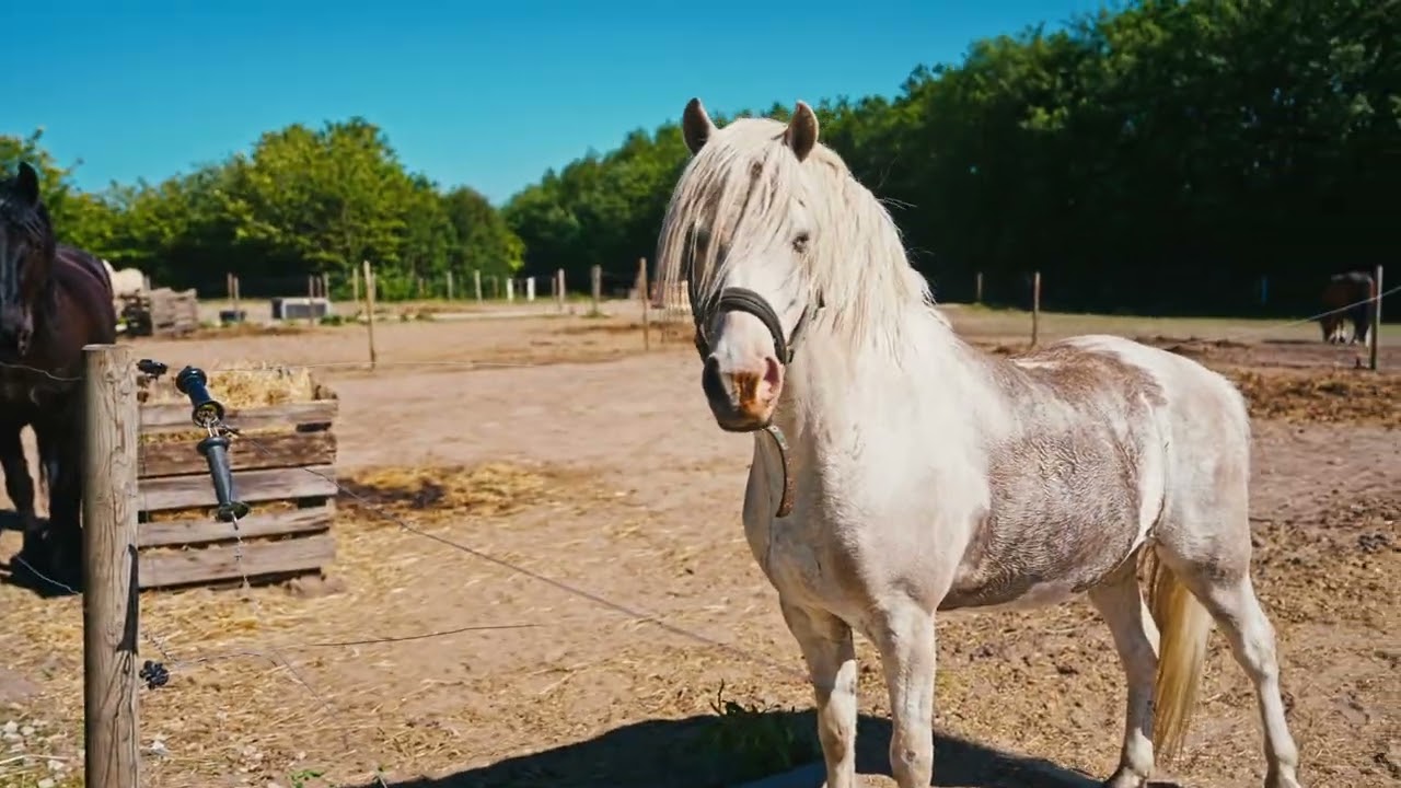 Kan det betale sig at vaske en hvid hest?