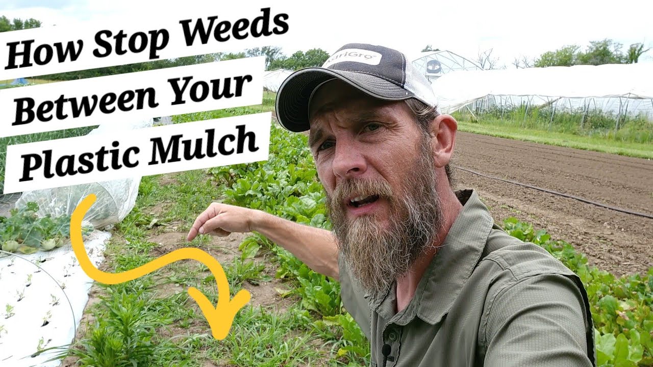 How to Stop Weeds Between Plastic Mulch