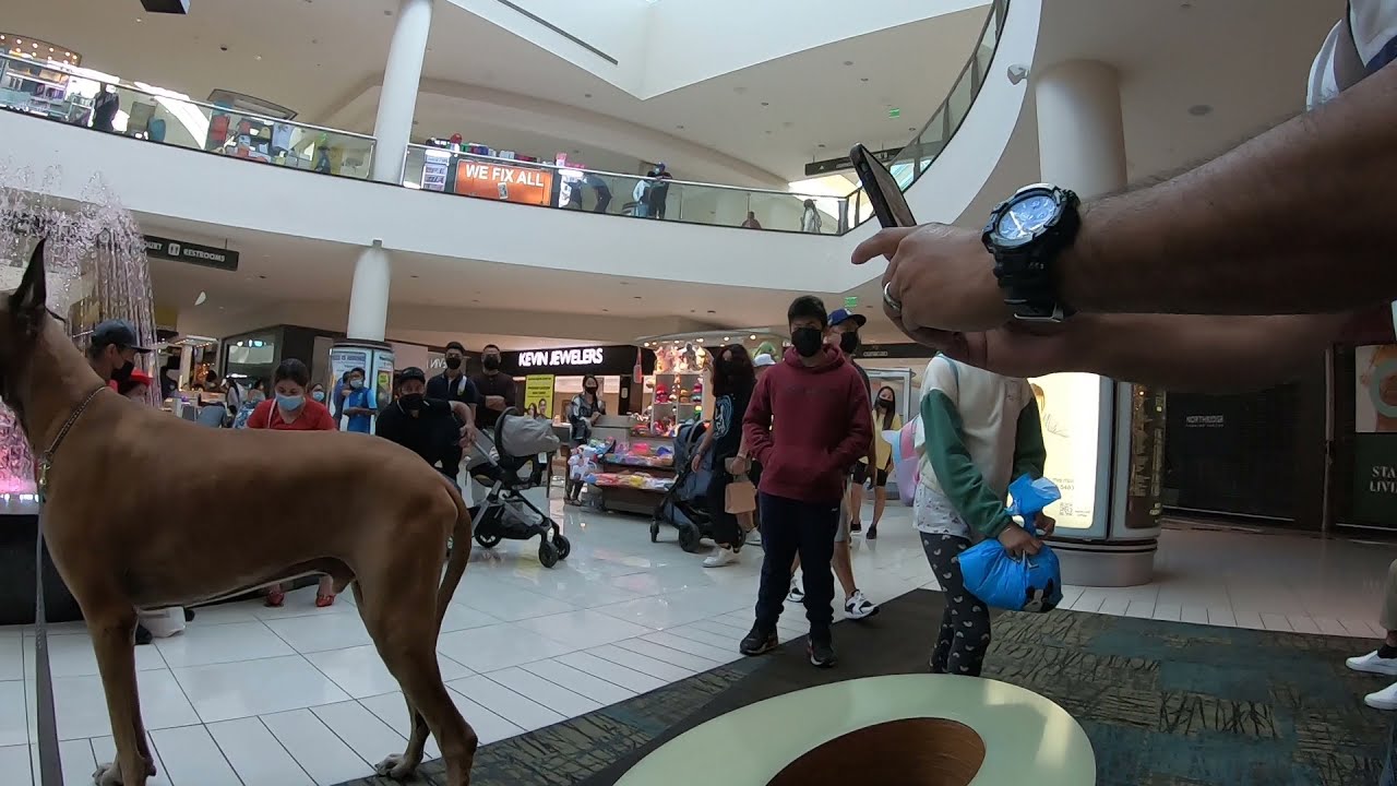 Cash 2.0 Great Dane visits an indoor shopping mall 9