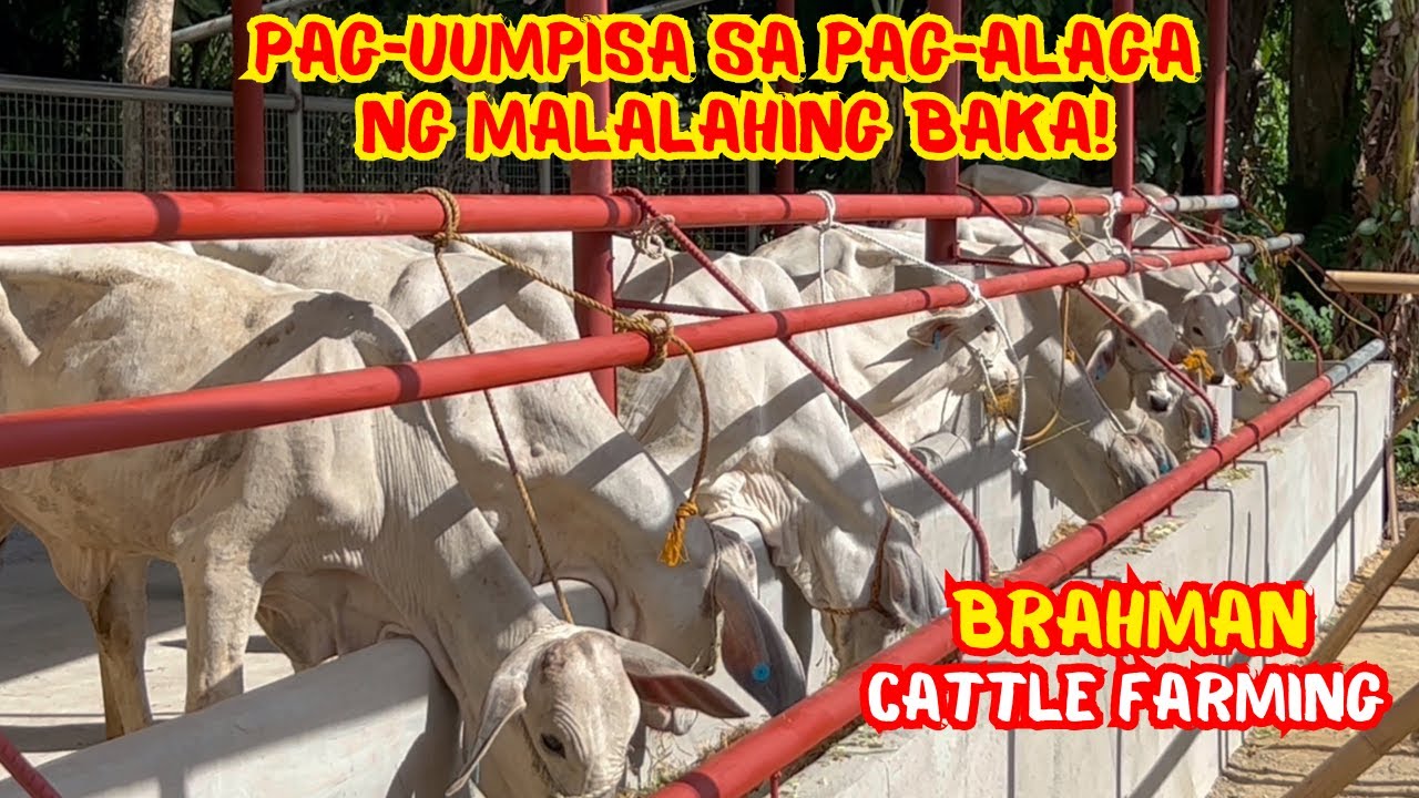 PAG-UUMPISA SA PAG-ALAGA NG MALALAHING BAKA! | BRAHMAN CATTLE FARMING | SOLLE'S GANDANG BUHAY