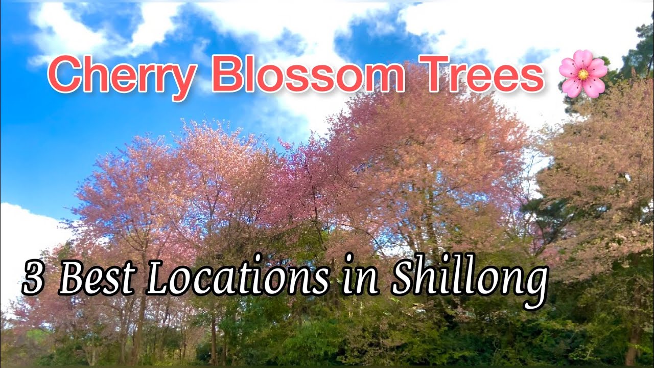 Cherry Blossom Trees in Shillong | Northeastindia