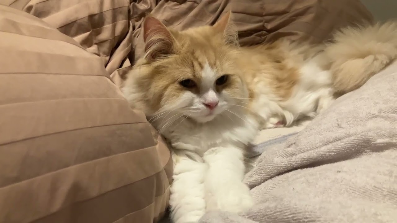 ただフミフミしてるだけの猫#cat #猫のいる暮らし #保護猫 