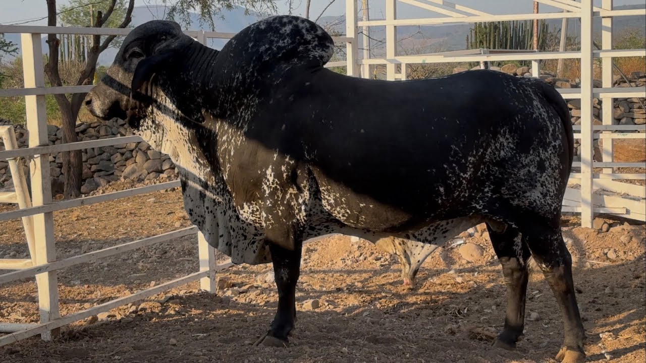 UN SARDO NEGRO para todas las vacas lecheras.