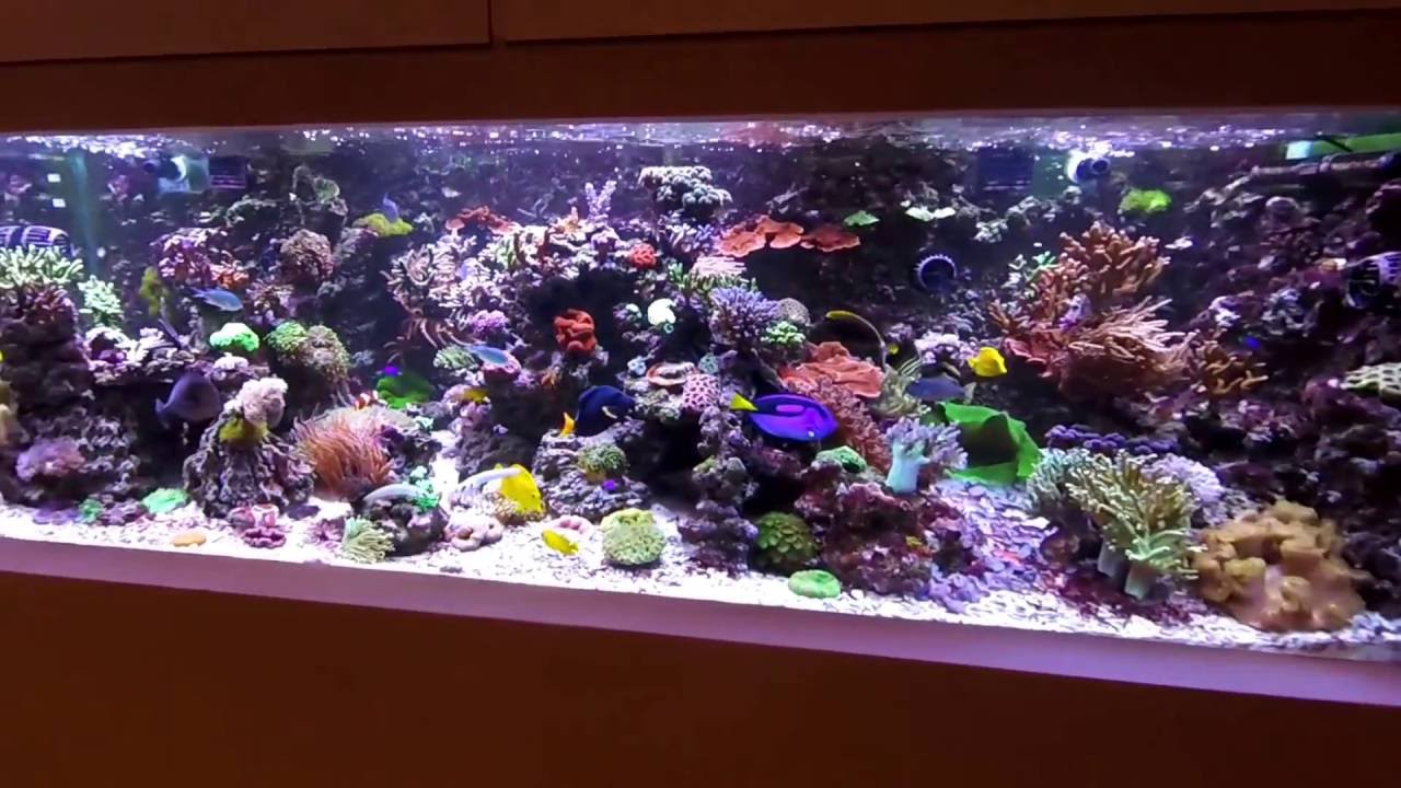 My 1.200 liters (300 gallon) Mixed Reef Tank