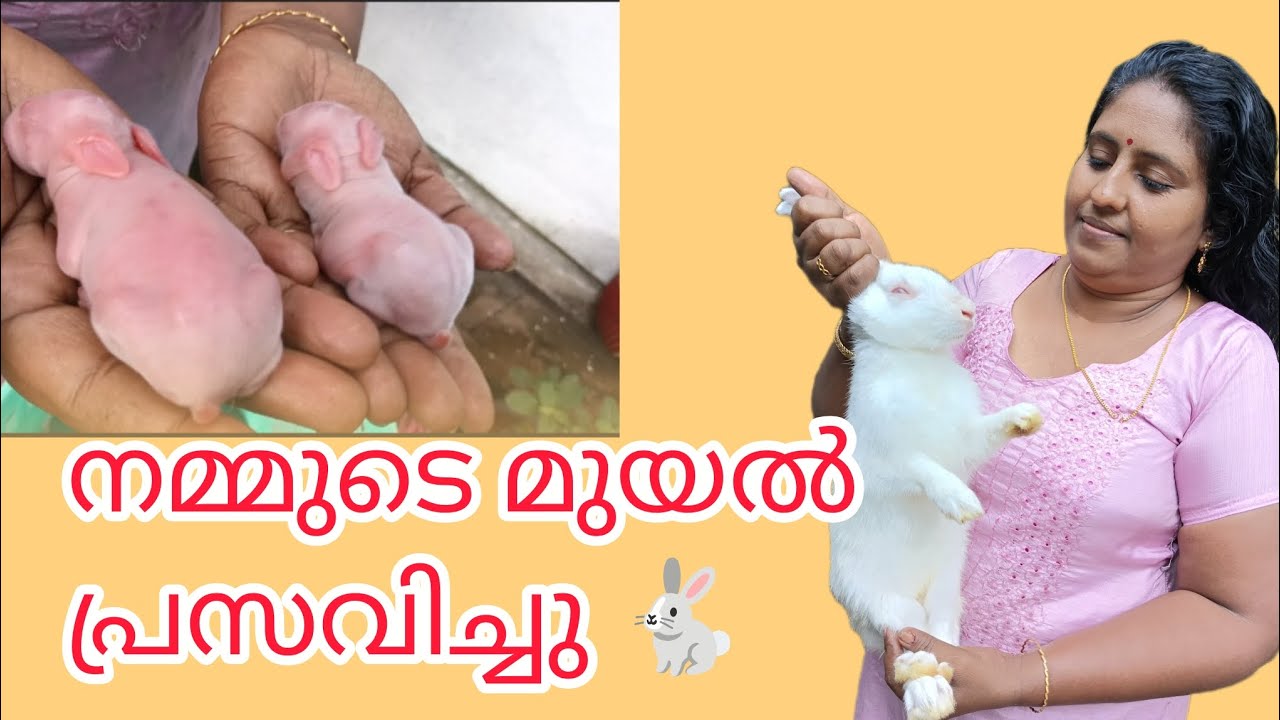 വീട്ടിലെ മുയൽ പ്രസവിച്ചു 🐇...