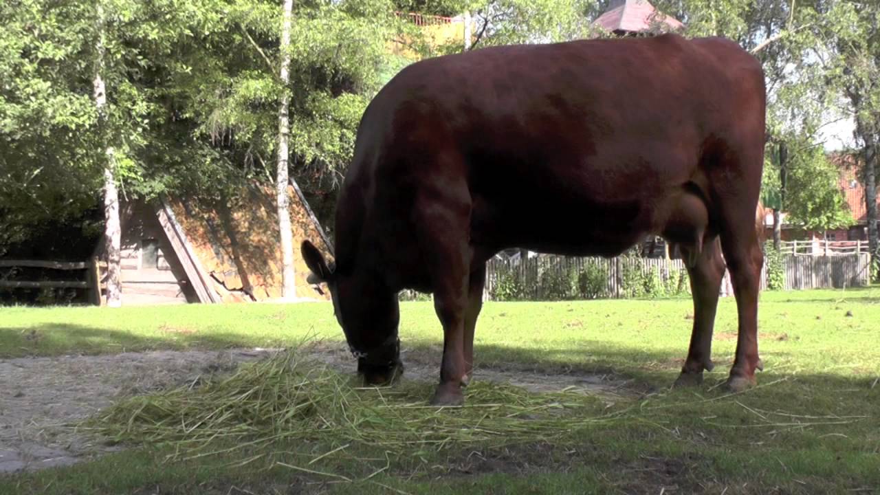Kuh frisst Gras